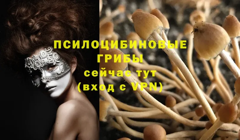 Псилоцибиновые грибы Psilocybe  купить наркотик  blacksprut tor  Каргат 